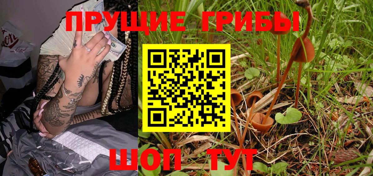 Галлюциногенные грибы Psilocybe Новошахтинск